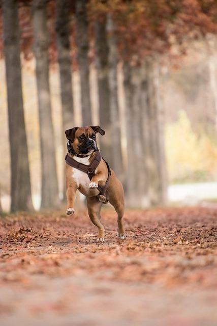 dog running