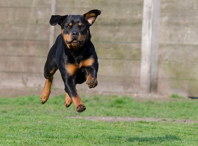 dog running