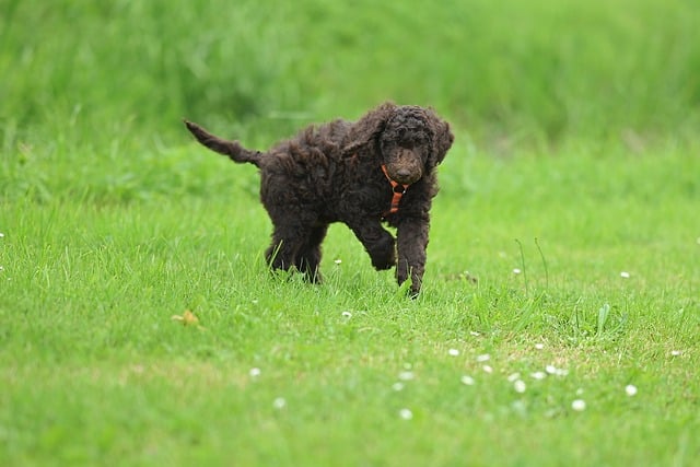 dog running