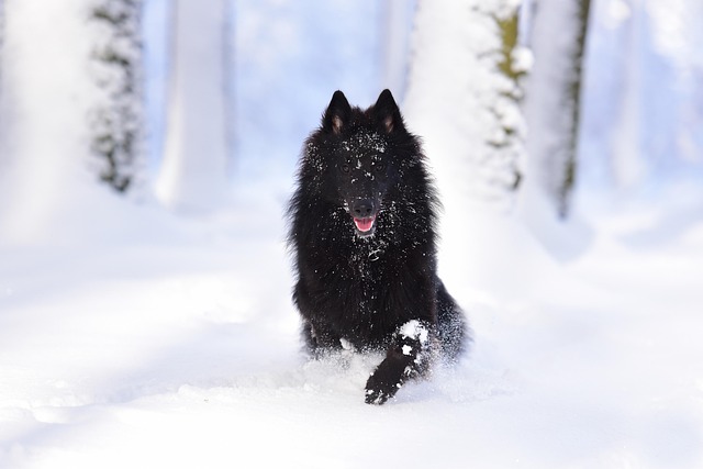 dog running