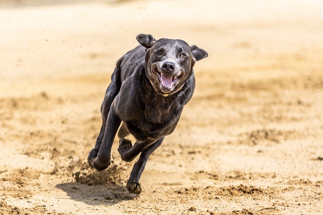 dog running