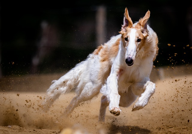 dog running