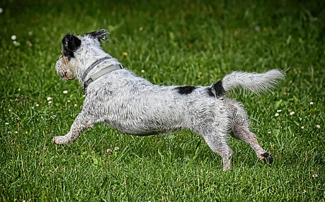 dog running