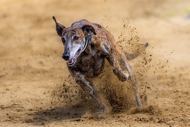 dog running