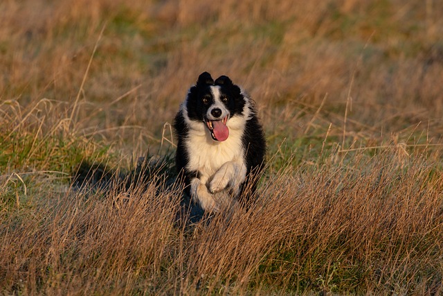 dog running