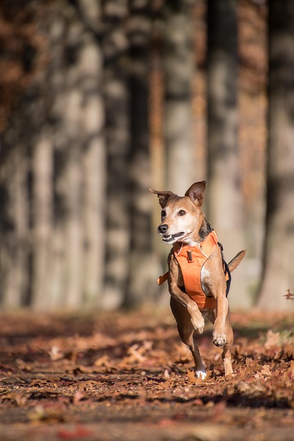 dog running