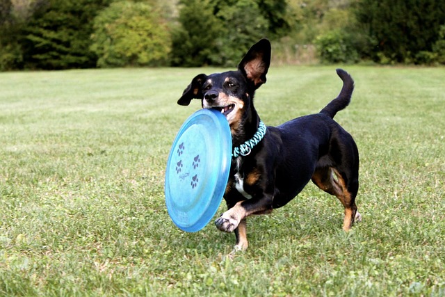 dog running