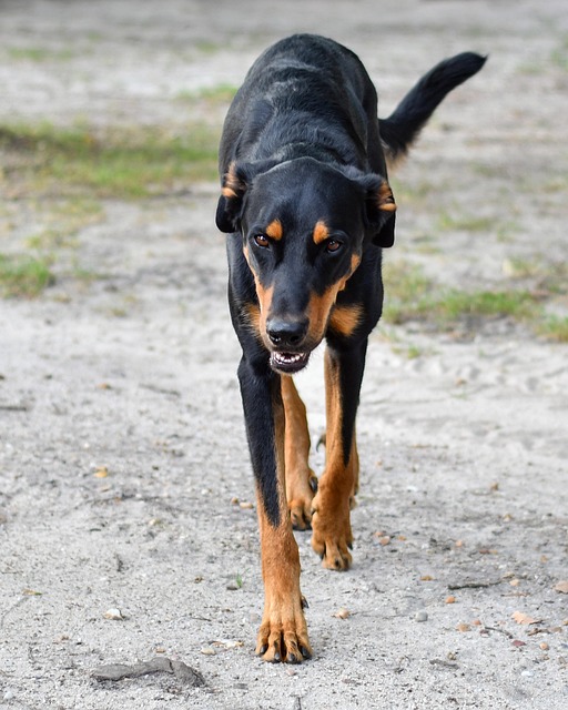 dog walking