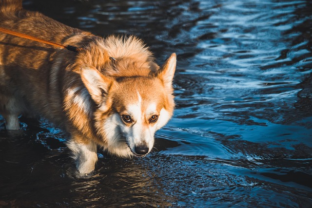 dog walking