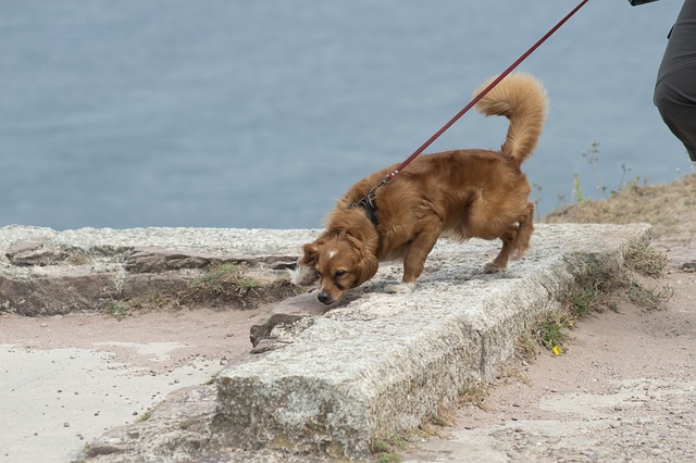 dog walking
