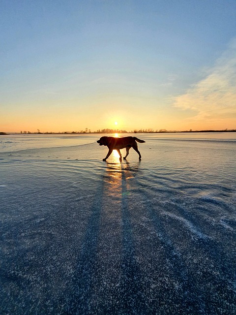 dog walking