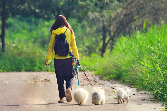 dog walking
