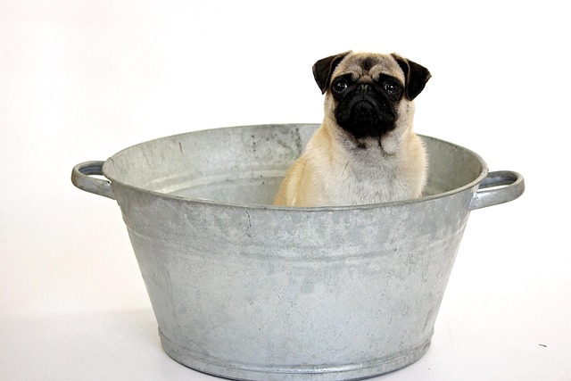 dog washing