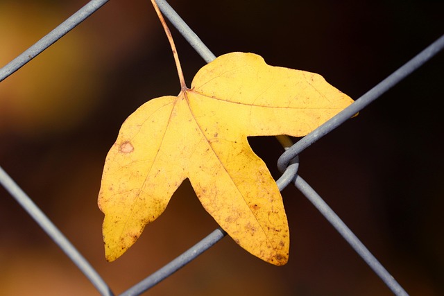 fence