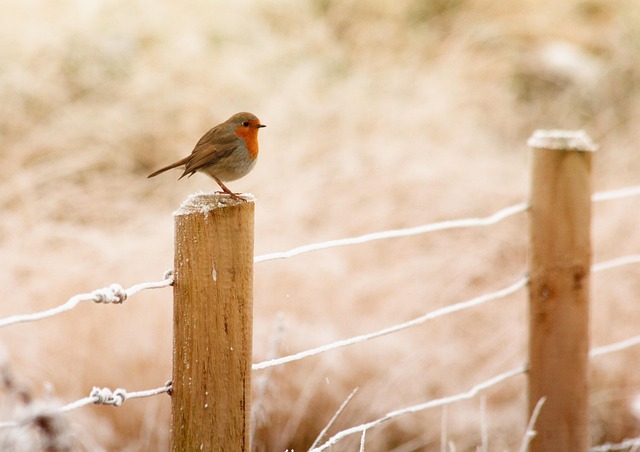 fence