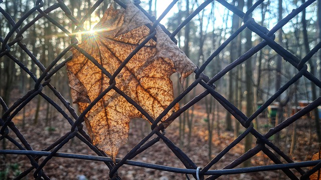 fencing