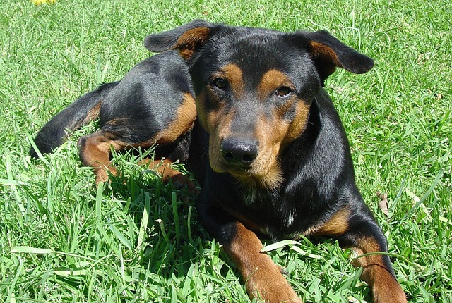 grooming pet dogs