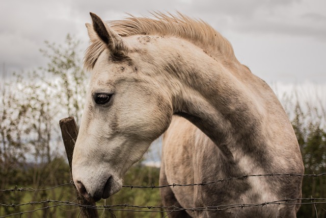 horse