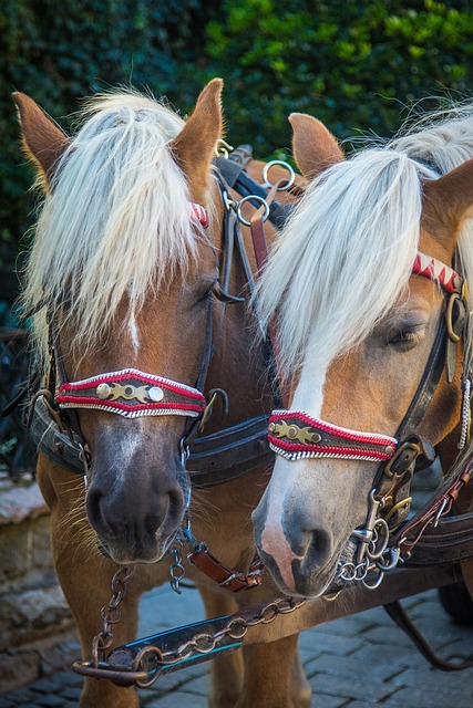 horse
