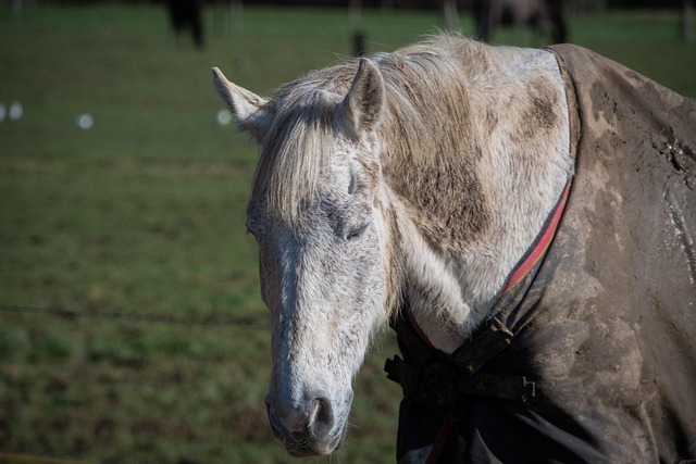 horse