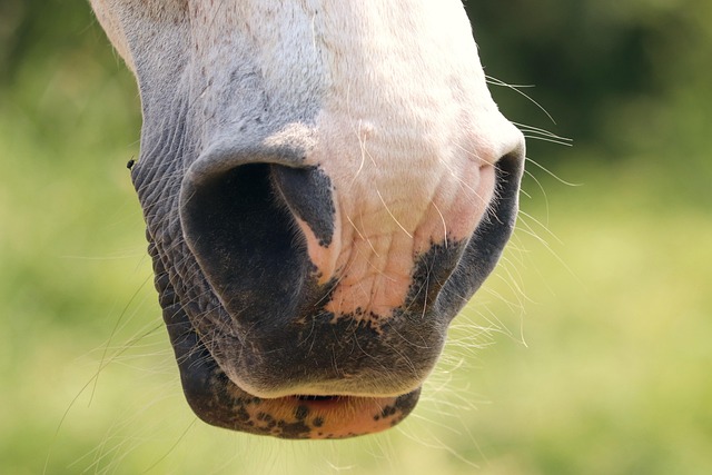 horse