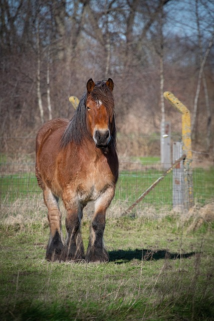 horse