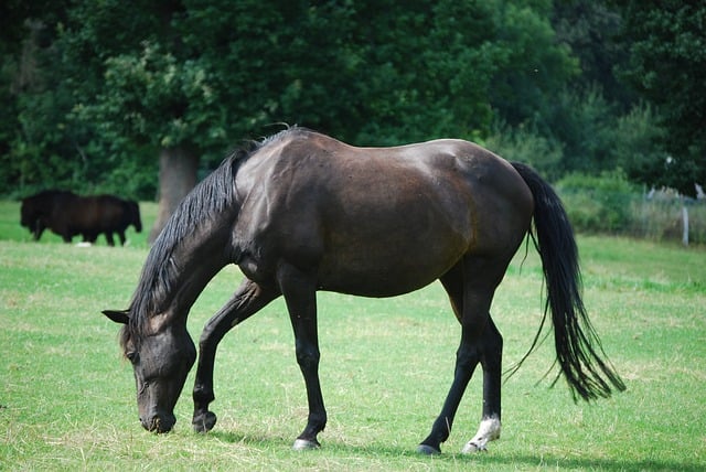 horse