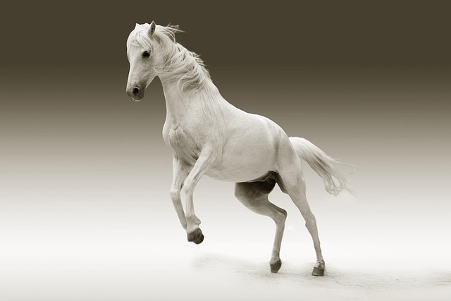 horse