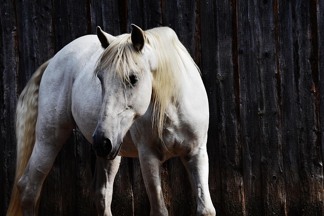 horse