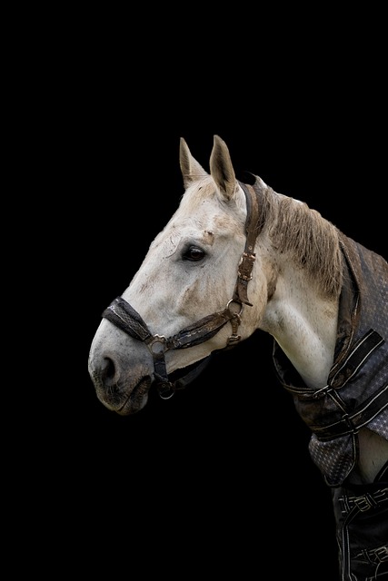 horses