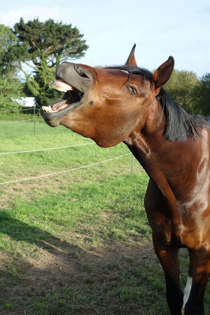 horses