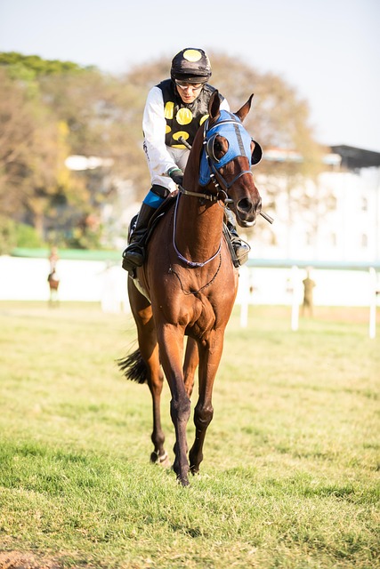horses