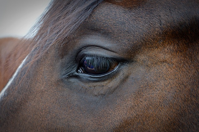 horses