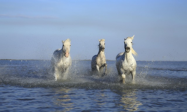 horses