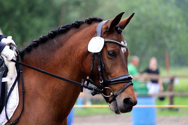 horses