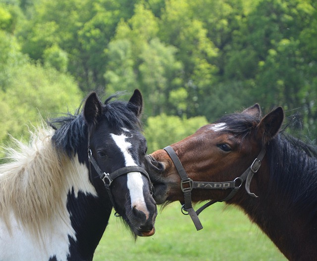 horses