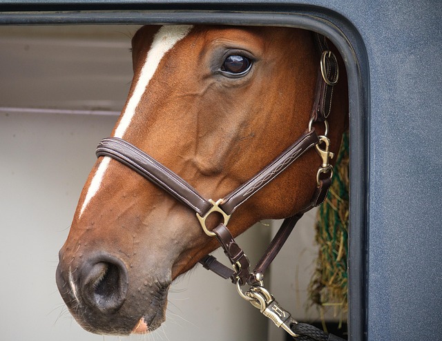 horses