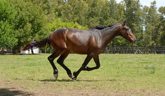 horses