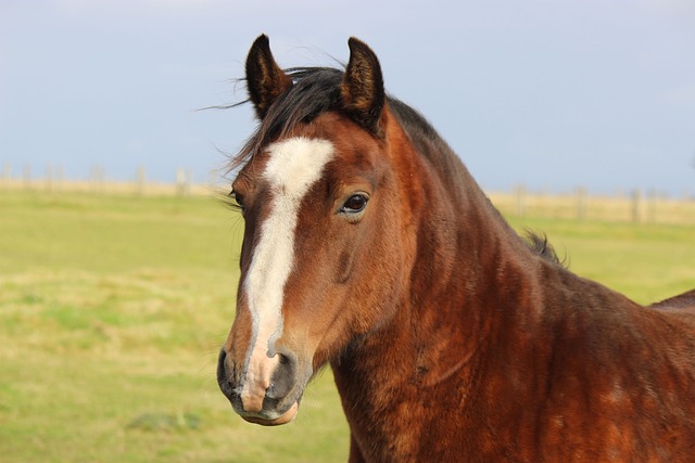 horses