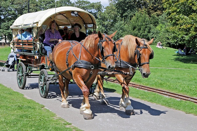 horses