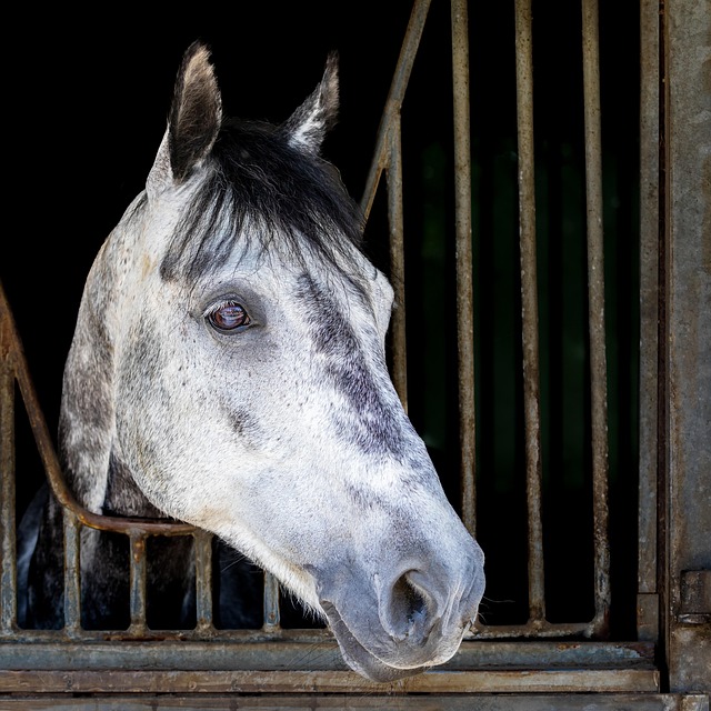 horses