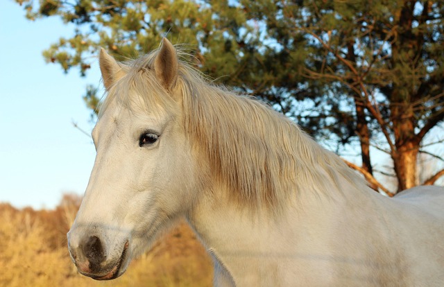 horses