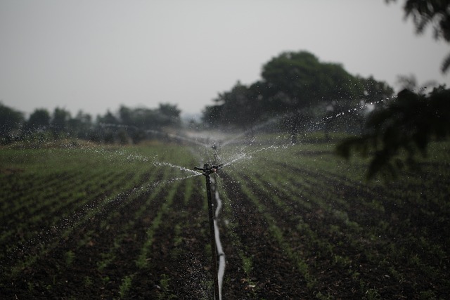 irrigation
