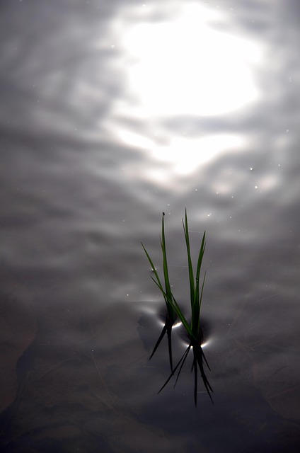 irrigation