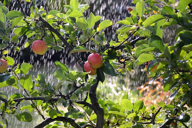 irrigation