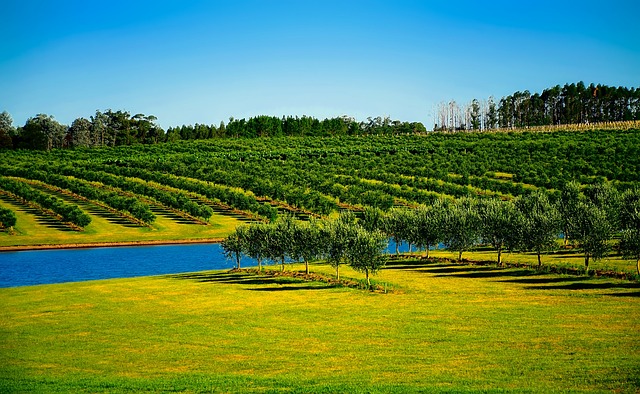 irrigation