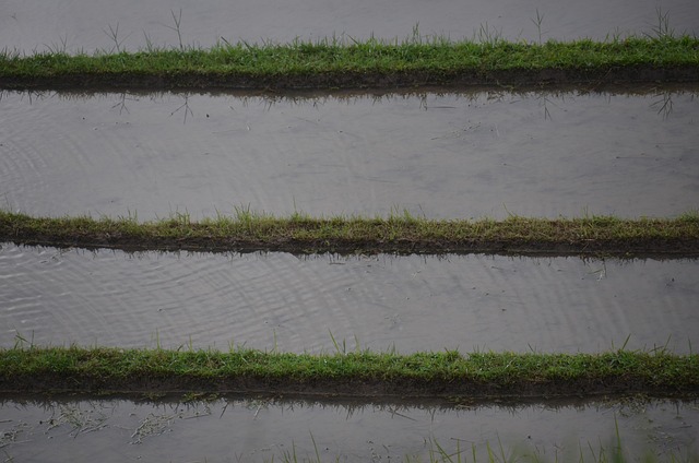 irrigation
