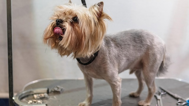 mobile dog grooming