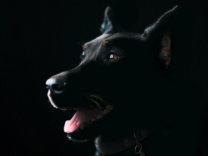 npressfetimg-2114.png