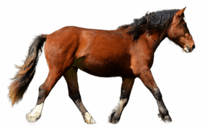 npressfetimg-956.png